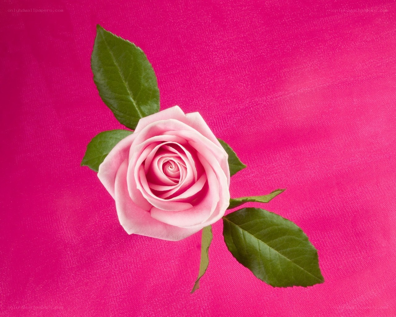 Pink rose on magenta background