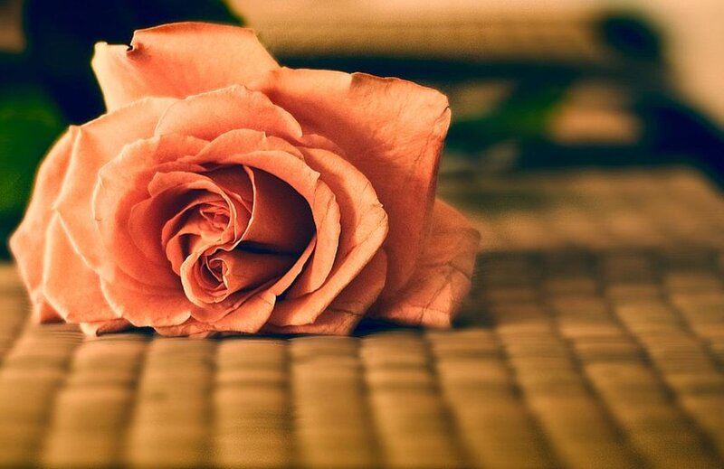 Pink Rose on Mat