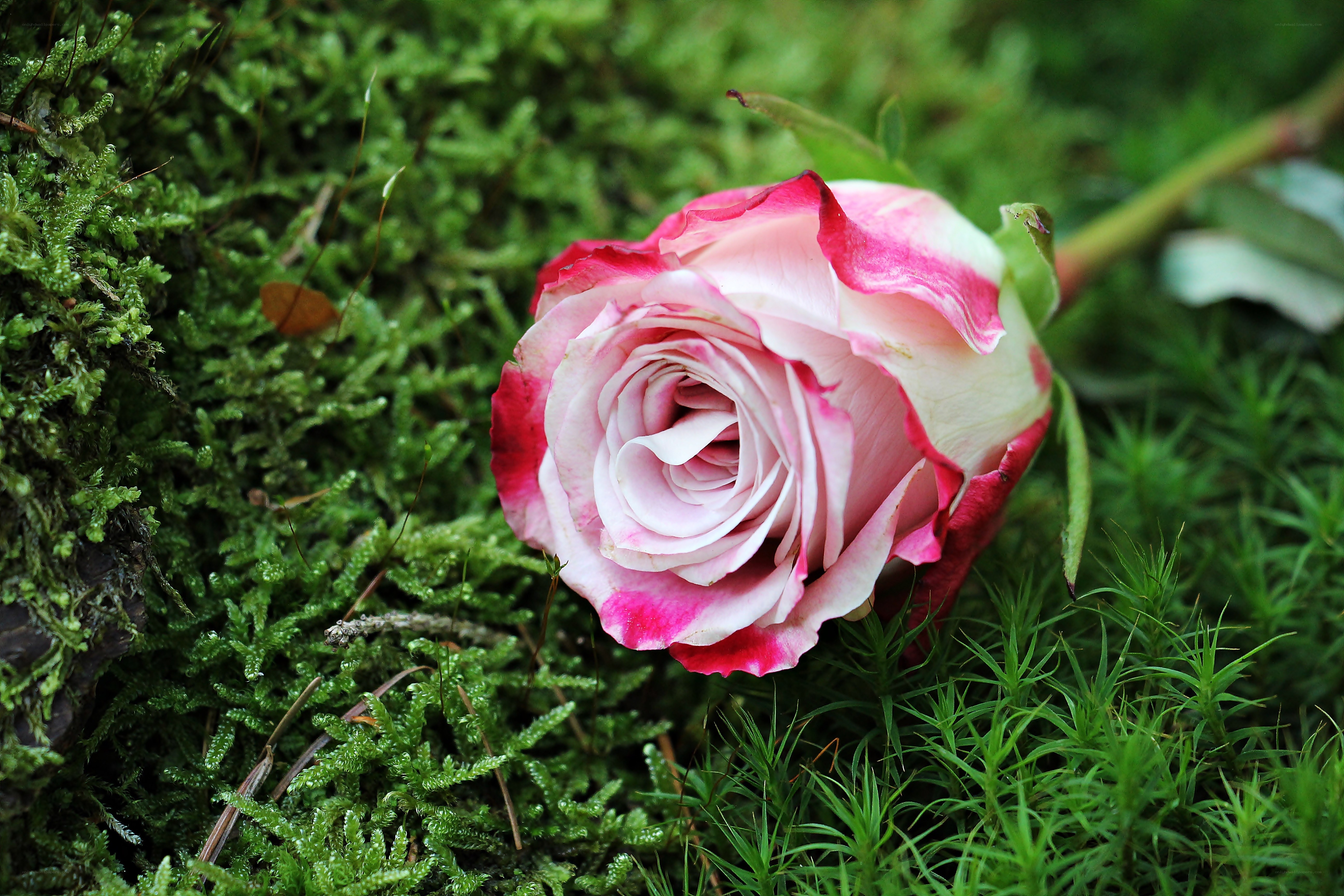 pink rose on moss