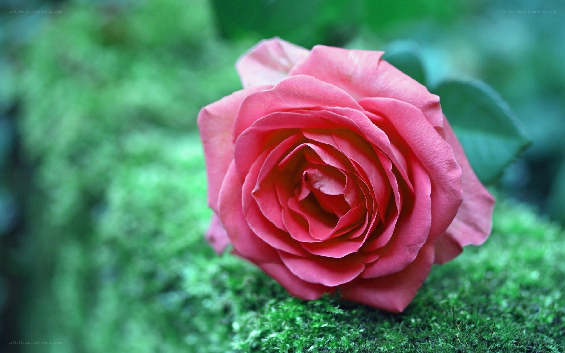 Pink rose on moss