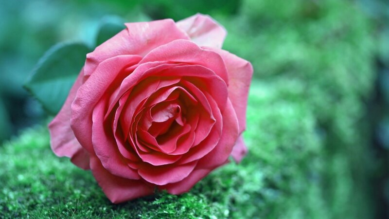 Pink Rose on Moss — Serene, Photograph, Leaf