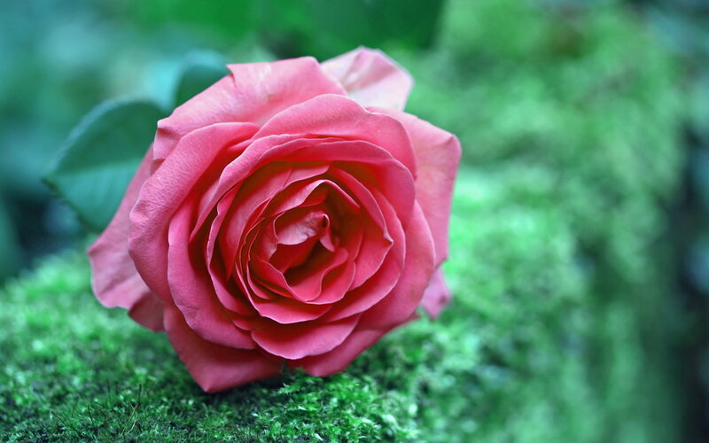 Pink Rose on Moss — Serene