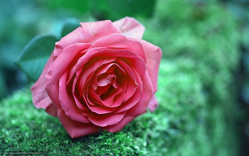 Pink rose on moss