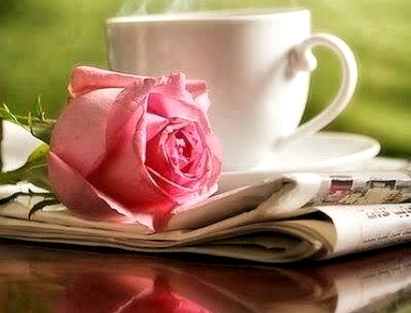 Pink Rose on Newspaper — Serene