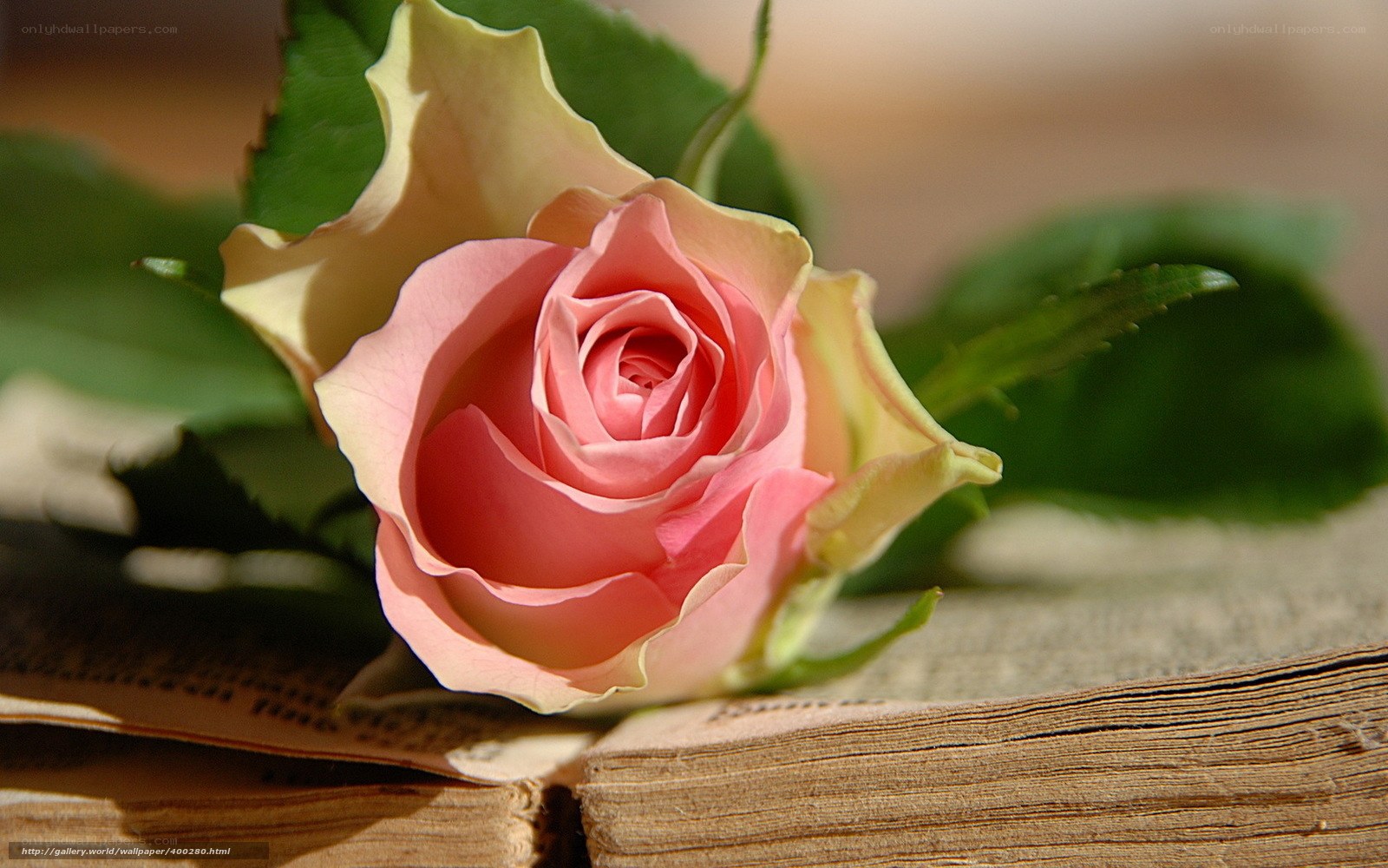 pink rose on old book