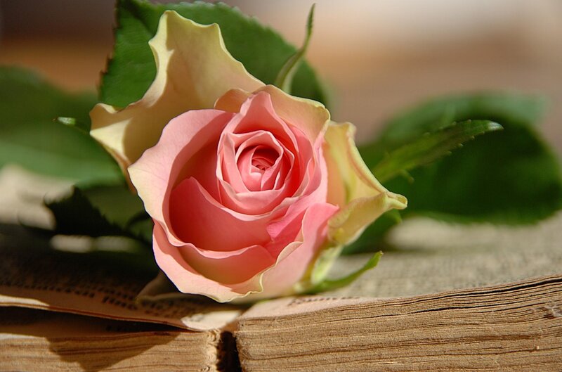 Pink rose on old book
