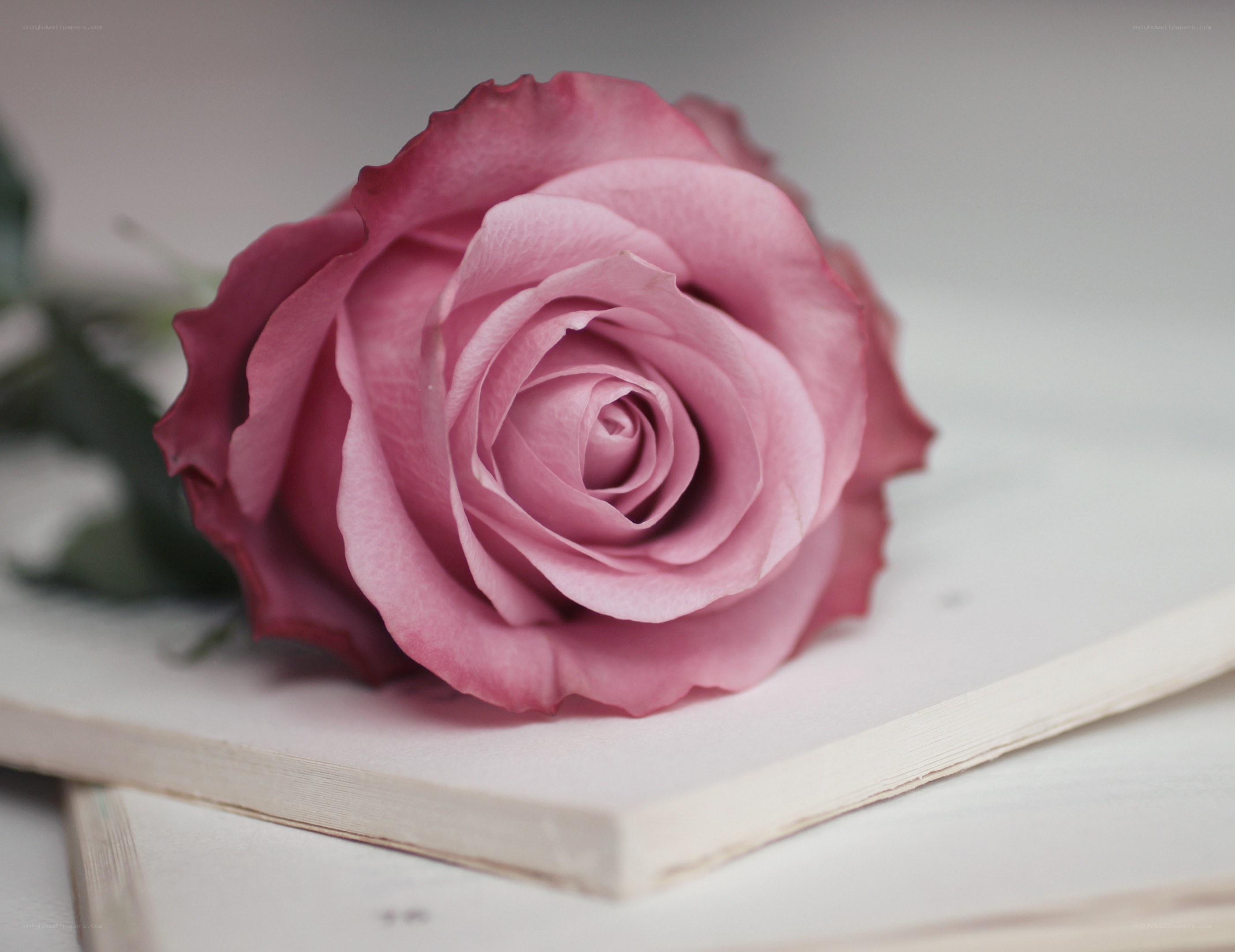 Pink rose on open book