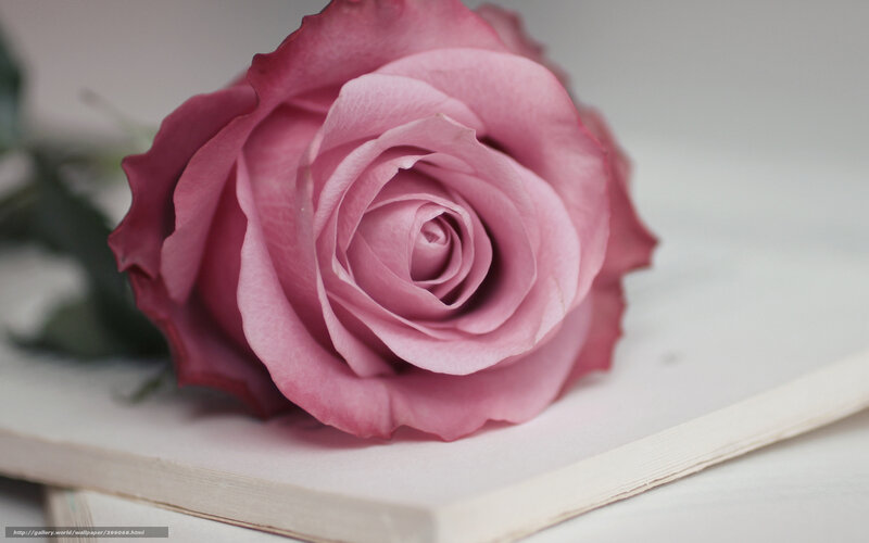 Pink rose on open book