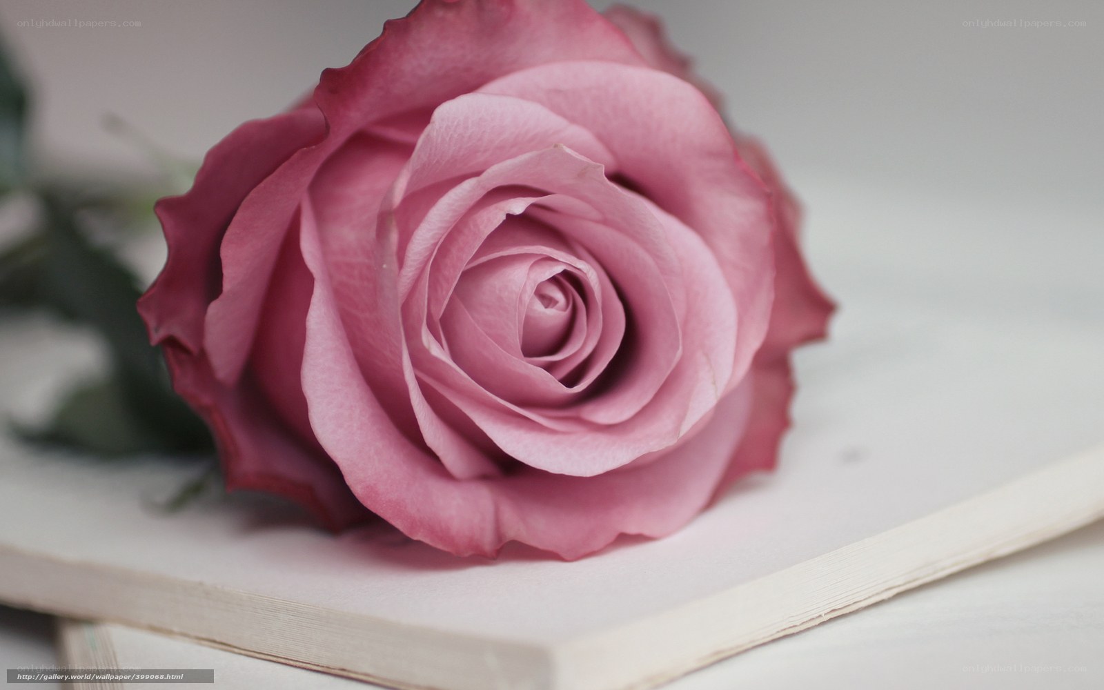 Pink rose on open book