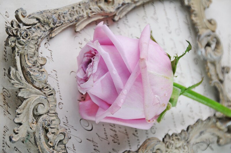 Pink Rose on Paper — Serene
