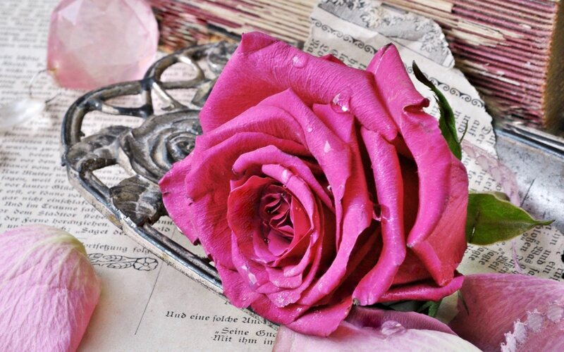 Pink Rose on Paper — Still Life