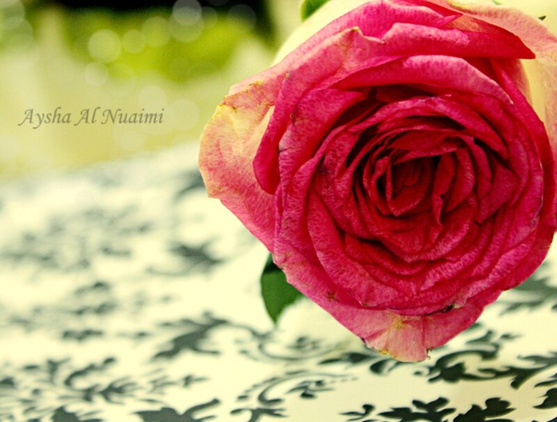 Pink Rose on Patterned Surface