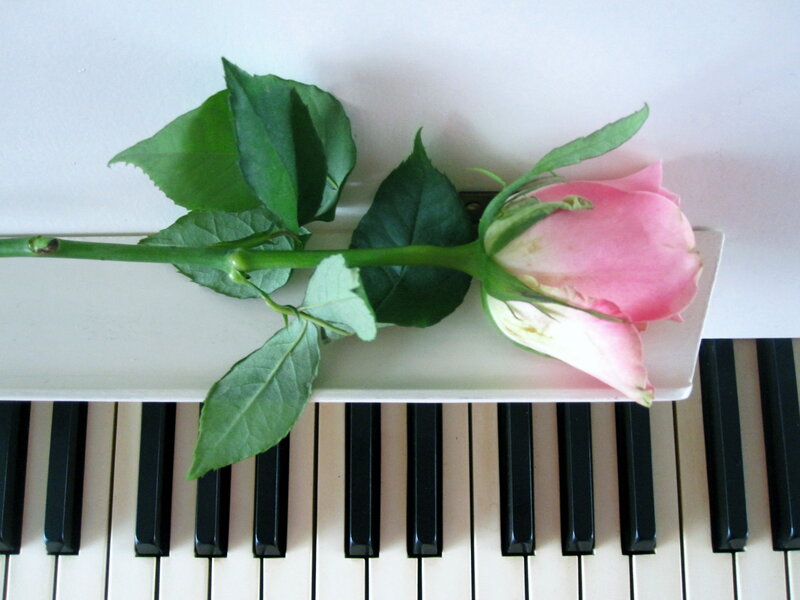 Pink Rose on Piano — Calm, Photograph