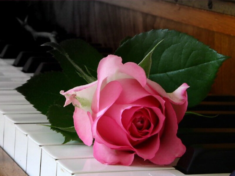 Pink Rose on Piano — Calm