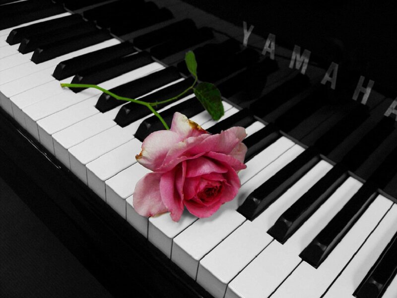 Pink Rose on Piano Keys — Black, Dramatic