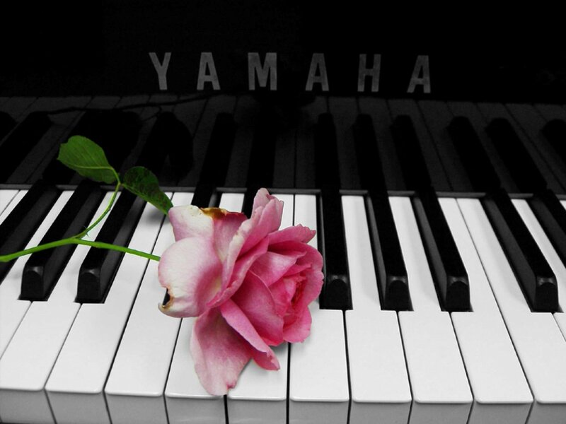 Pink Rose on Piano Keys — Black