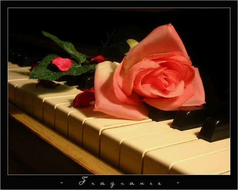 Pink Rose on Piano Keys — Dramatic