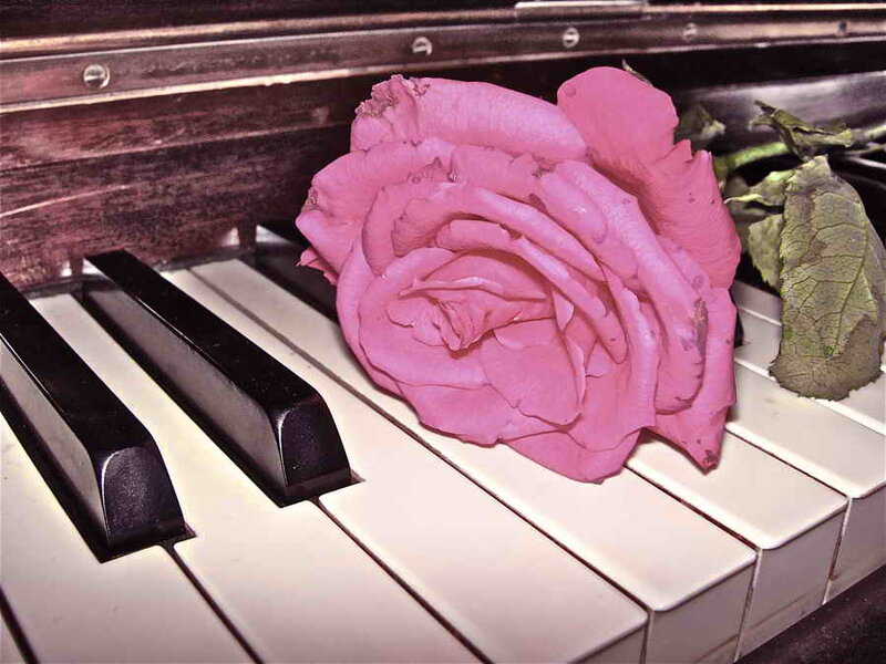 Pink Rose on Piano Keys — Melancholic
