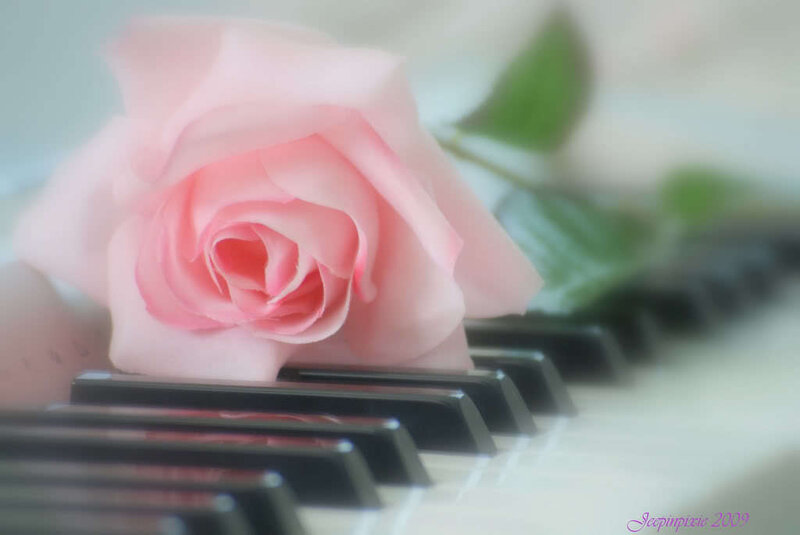 Pink Rose on Piano Keys — Serene