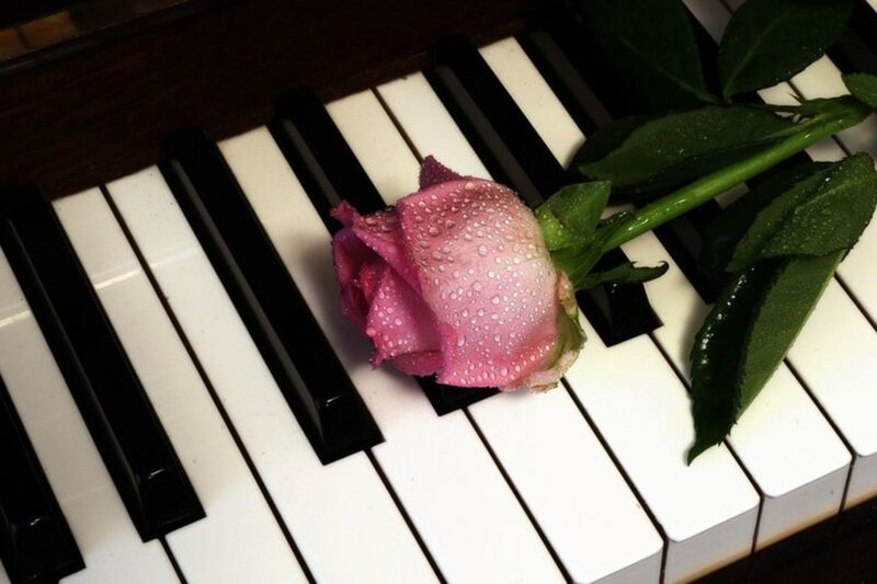 Pink Rose on Piano Keys — White, Serene