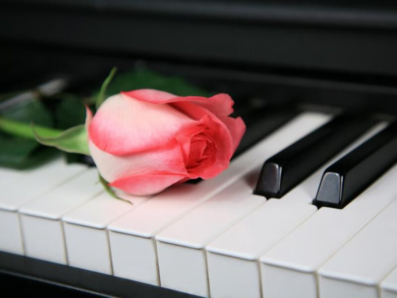 Pink Rose on Piano Keys — White