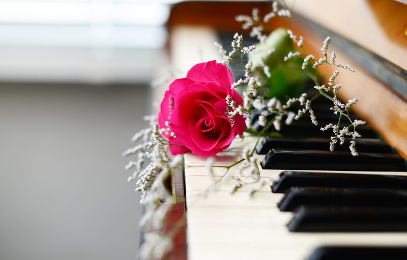 Pink Rose on Piano — Serene, Morning