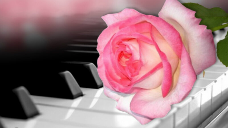 Pink Rose on Piano — Serene, Photograph, Piano Keys