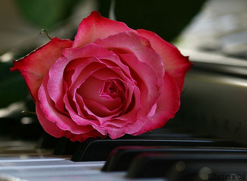 Pink Rose on Piano — Serene, Photograph