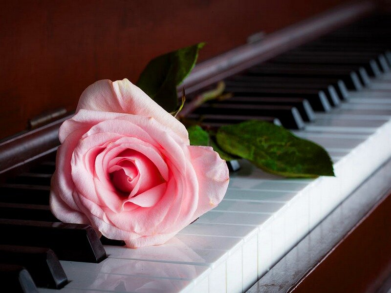 Pink Rose on Piano — Serene