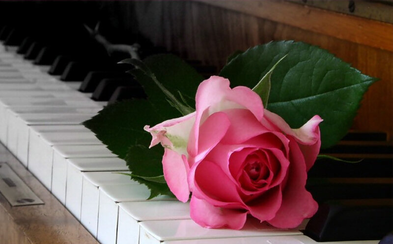 Pink Rose on Piano