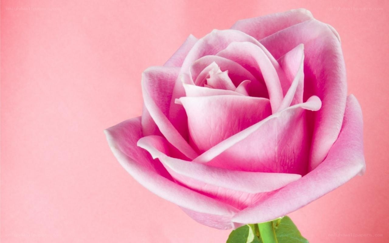 Pink rose on pink background