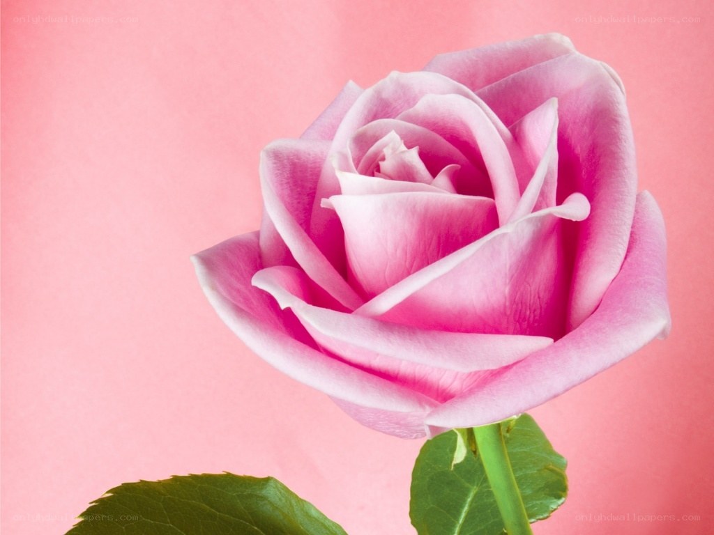 Pink rose on pink background