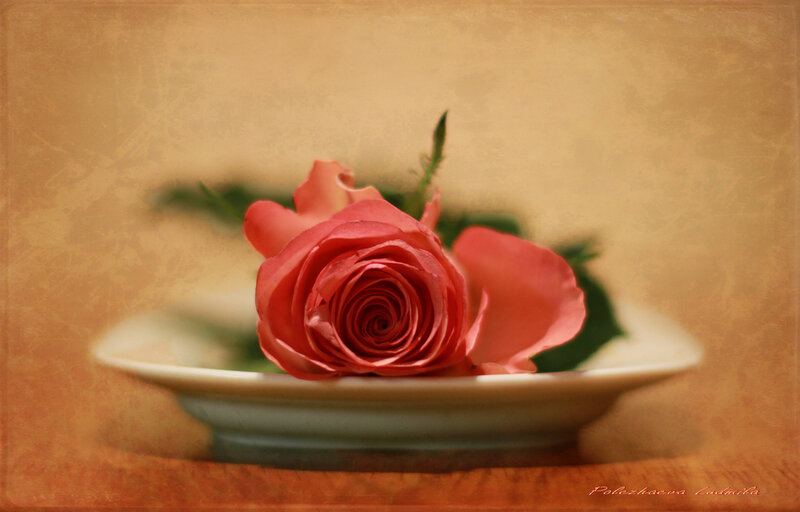 Pink Rose on Plate — Calm