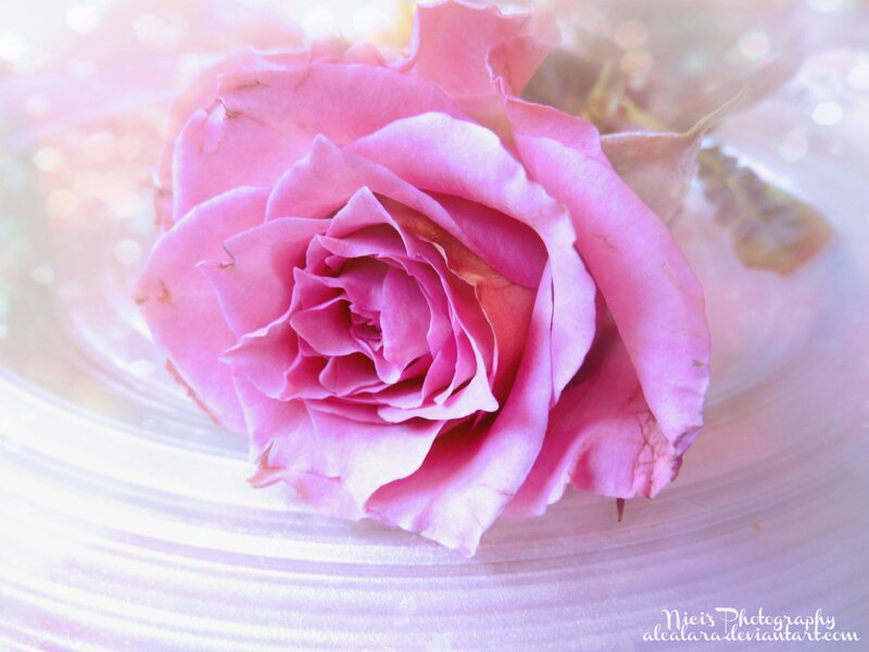 Pink Rose on Plate — Soft, Photograph