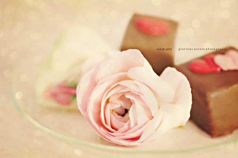 Pink Rose on Plate — Soft