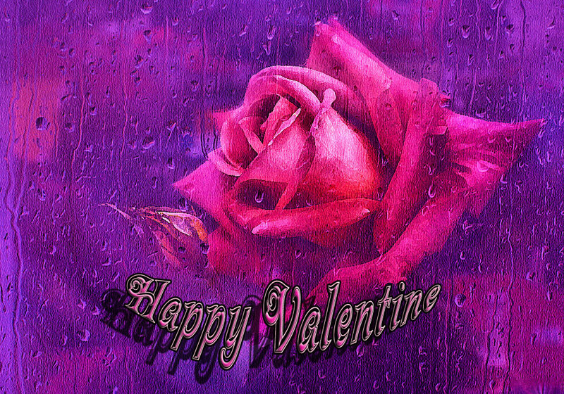 Pink Rose on Purple Background — Romantic