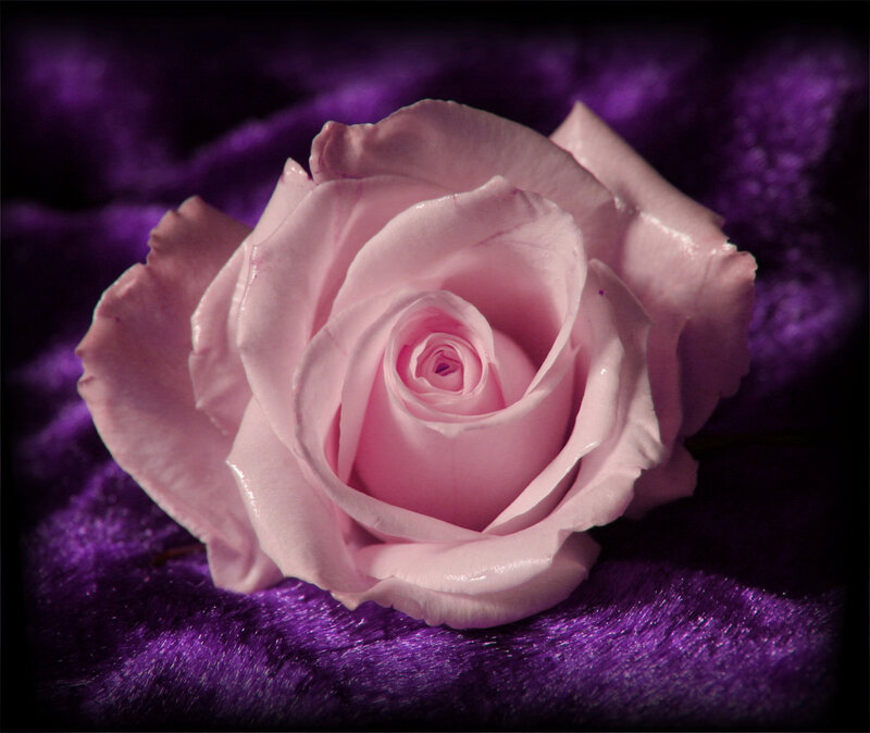 Pink Rose on Purple Fabric