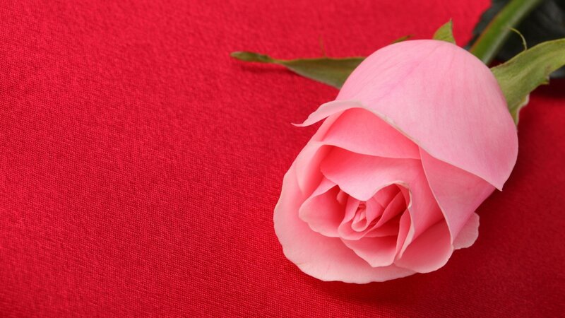 Pink Rose on Red Fabric — Calm, Photograph, Stem