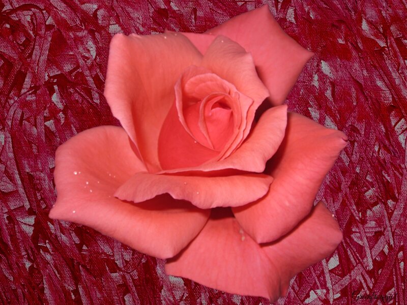 Pink Rose on Red Fabric — Calm, Photograph