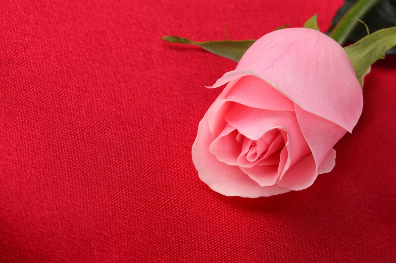 Pink Rose on Red Fabric — Calm