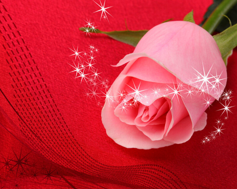 Pink Rose on Red Fabric — Romantic