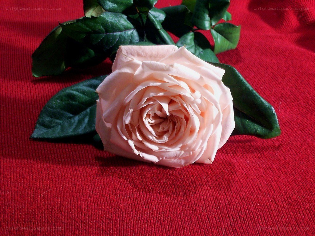 Pink rose on red fabric