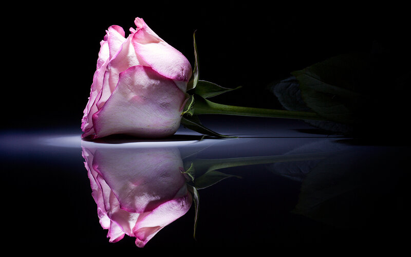Pink rose on reflective surface