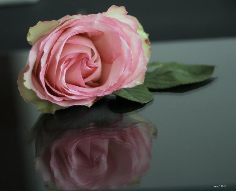 Pink Rose on Reflective Surface — Calm