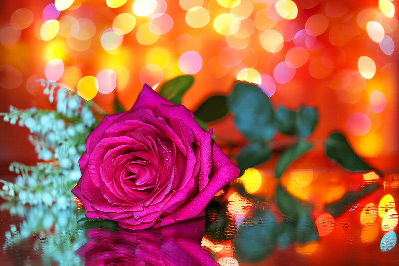 Pink Rose on Reflective Surface — Dramatic, Photograph, Green Leaves