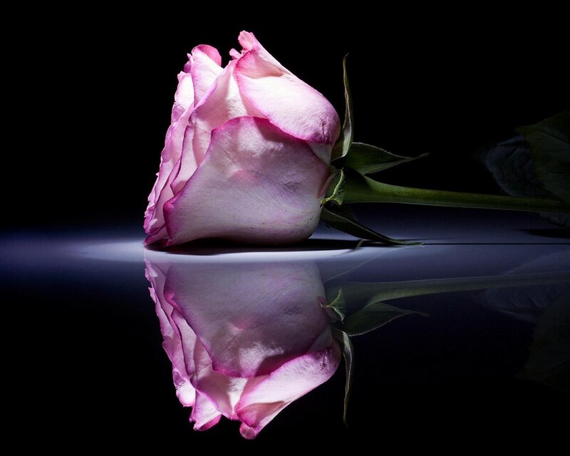 Pink Rose on Reflective Surface — Dramatic, Photograph
