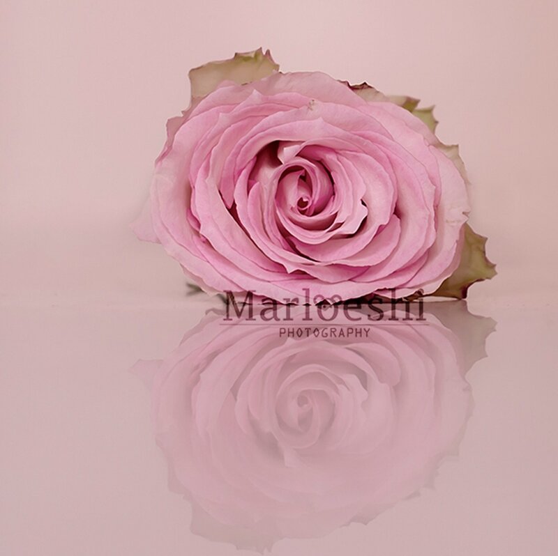 Pink Rose on Reflective Surface — Serene, Photograph, Reflection