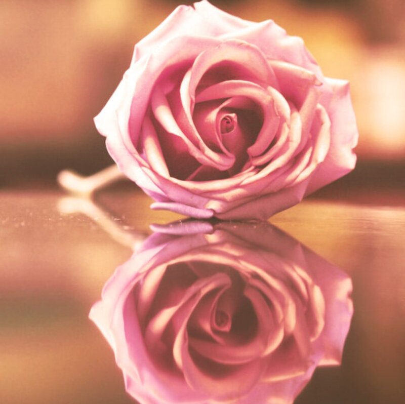 Pink Rose on Reflective Surface — Serene, Photograph
