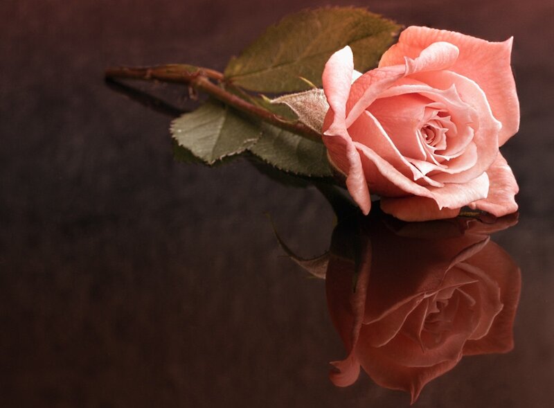 Pink Rose on Reflective Surface — Serene