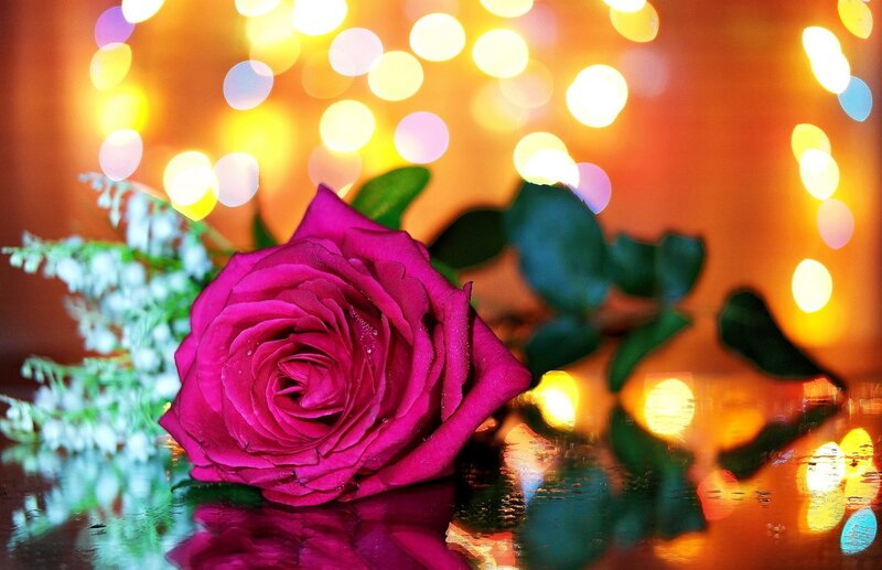 Pink Rose on Reflective Surface — Warm
